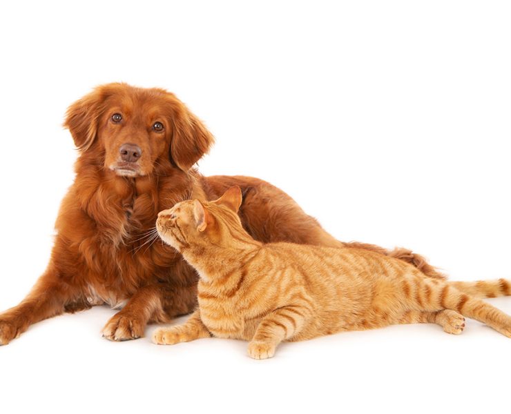An isolated shot of a Nova Scotia Duck Tolling Retriever dog looking at the camera while a ginger cat looks at it lying in front of a white background