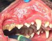 Disorders of the Mouth in Dogs