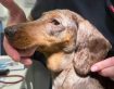 Swelling of the Salivary Gland (Salivary Mucocele) in Dogs