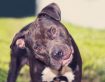 Vestibular Disease in Dogs