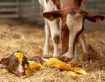 The 6 Weeks That Define a Cow’s Year