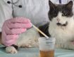 URINE CULTURE TEST – Feline