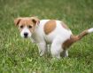 Dog Diarrhea