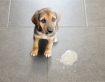 Vomiting in Dogs and Cats