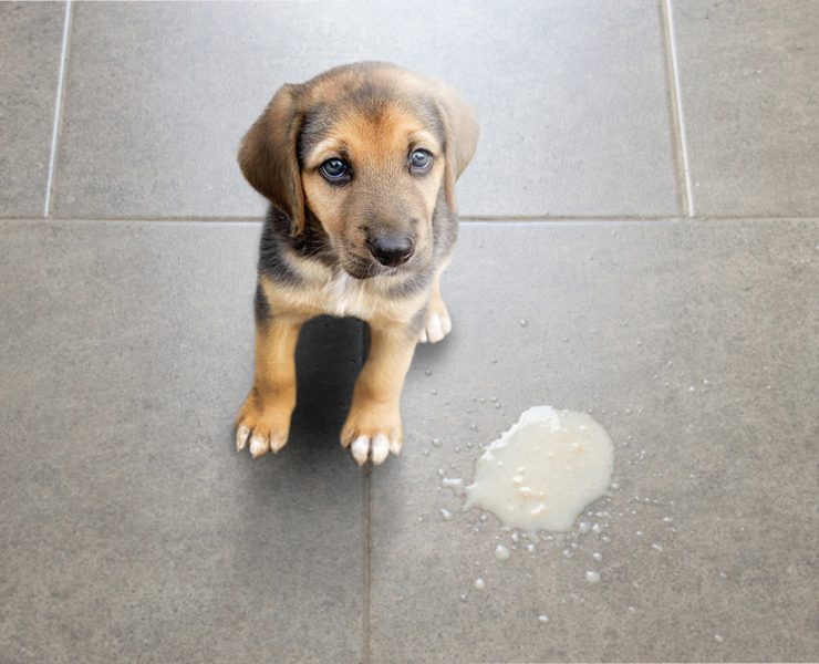 Dog vomit in the living room on the floor, sick dog vomited to cure itself close-up