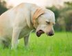 Vomiting and diarrhoea in dogs
