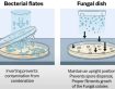 Why do we invert bacterial plates during incubation?