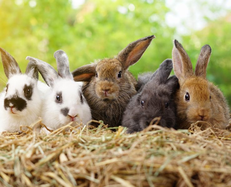 Five small adorable rabbits, baby fluffy rabbits sitting on dry straw,green nature background.bunny pet animal farm concept