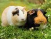 Choosing the right small pet