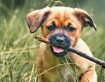 Does my puppy have diarrhoea?