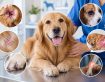 What are the most common disorders in dogs?