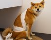 Dog Diarrhea: How To Identify, Diagnose, and Treat It