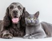 Dermatology in Dogs and Cats