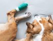 Wound Management