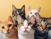 FELINE PANLEUKOPENIA VIRUS ANTIGEN